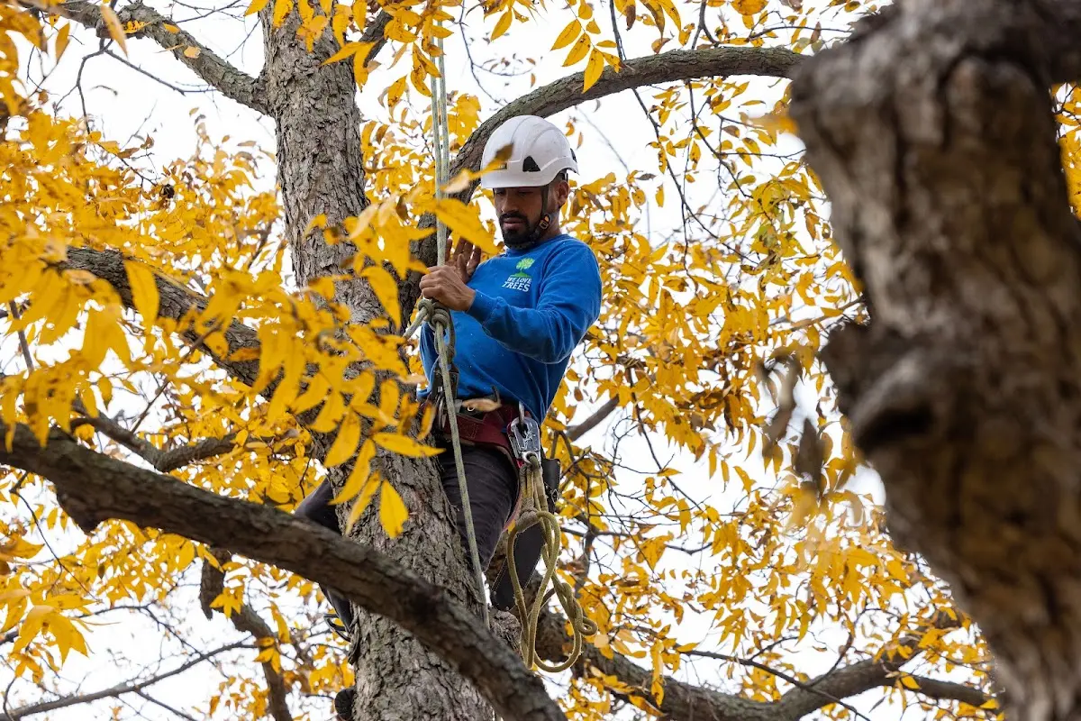 Skilled Emergency Tree Service crew working in Belden