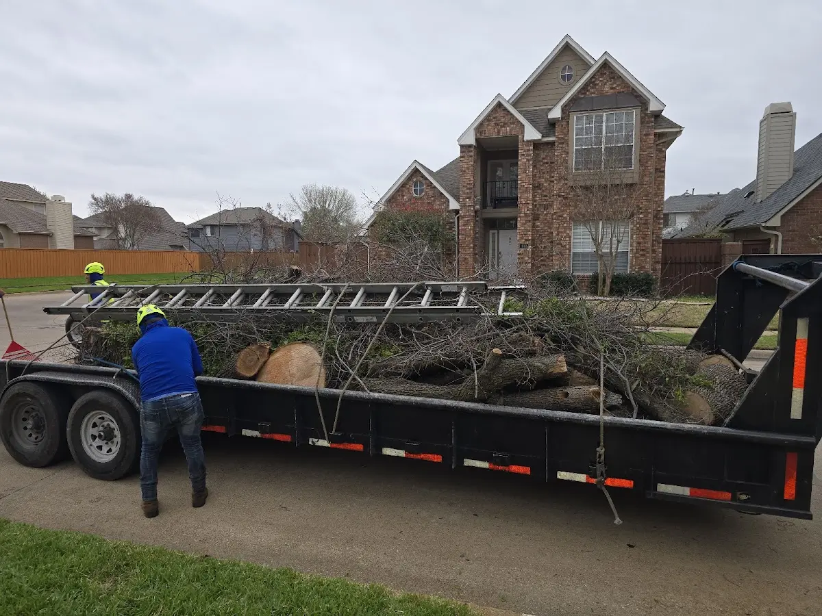 Expert Tree Pest Control with proper safety equipment in Belden